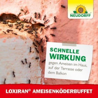 Neudorff Loxiran AmeisenköderBuffet – Nachfüllbare und nachhaltige Ameisenköderstation für Innen und Außen, 2 Stück, 01365